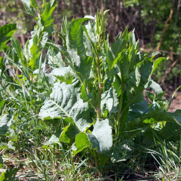 Rumex obtusifolius, schweiz.: Blacke oder Placke, wie auch den Alpen-Ampfer